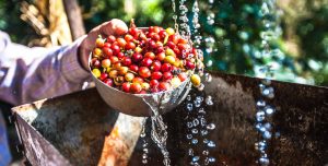 coffee beans wetting