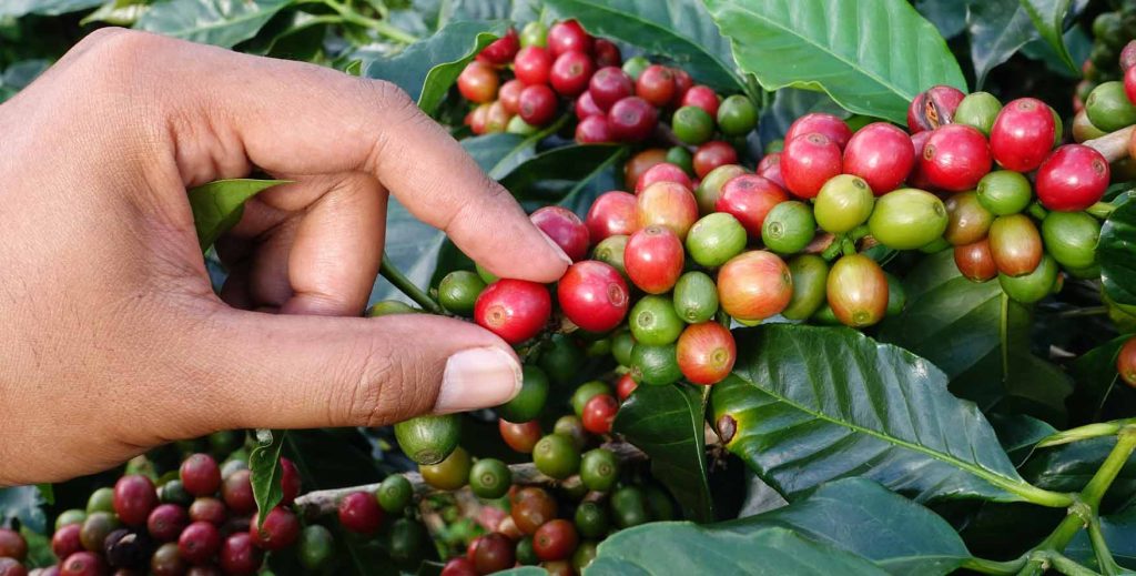 coffee bean harvesting