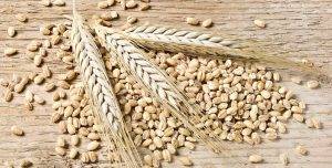 Barley Grains