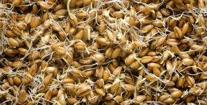 Whiskey Grain Germination