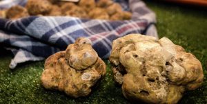 White Truffles